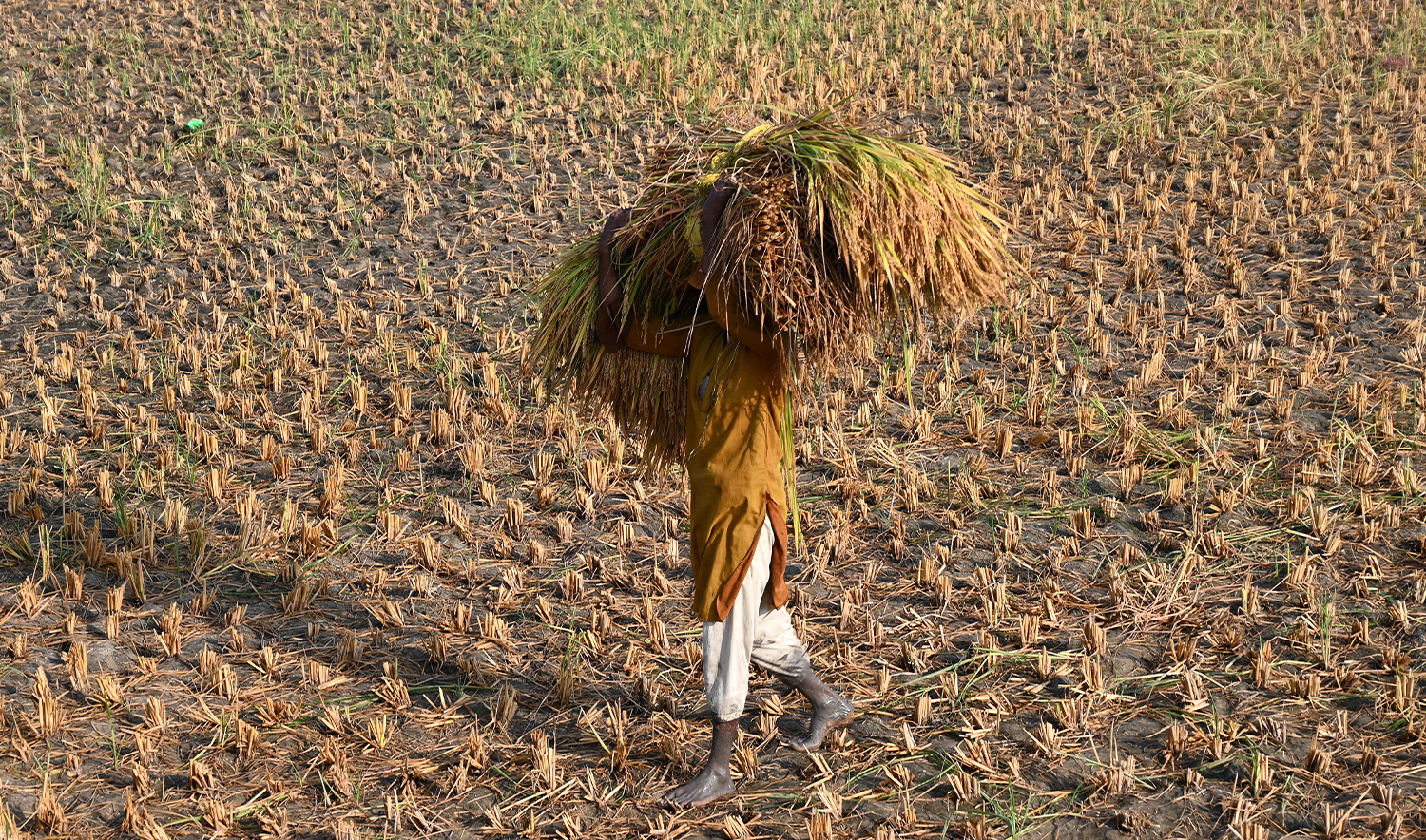 A farmer carries bundles of harvested rice before threshing at a field on the outskirts of Larkana, in Pakistan’s Sindh province on October 23, 2025. (AFP/File)