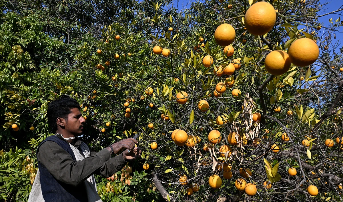 A worker harvests oranges from a tree at an orchard in Khanpur, Khyber Pakhtunkhwa province, on January 8, 2026. (AFP/File)
