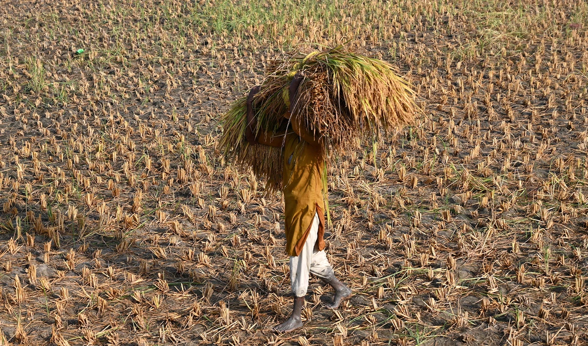 A farmer carries bundles of harvested rice before threshing at a field on the outskirts of Larkana, in Pakistan’s Sindh province on October 23, 2025. (AFP/File)