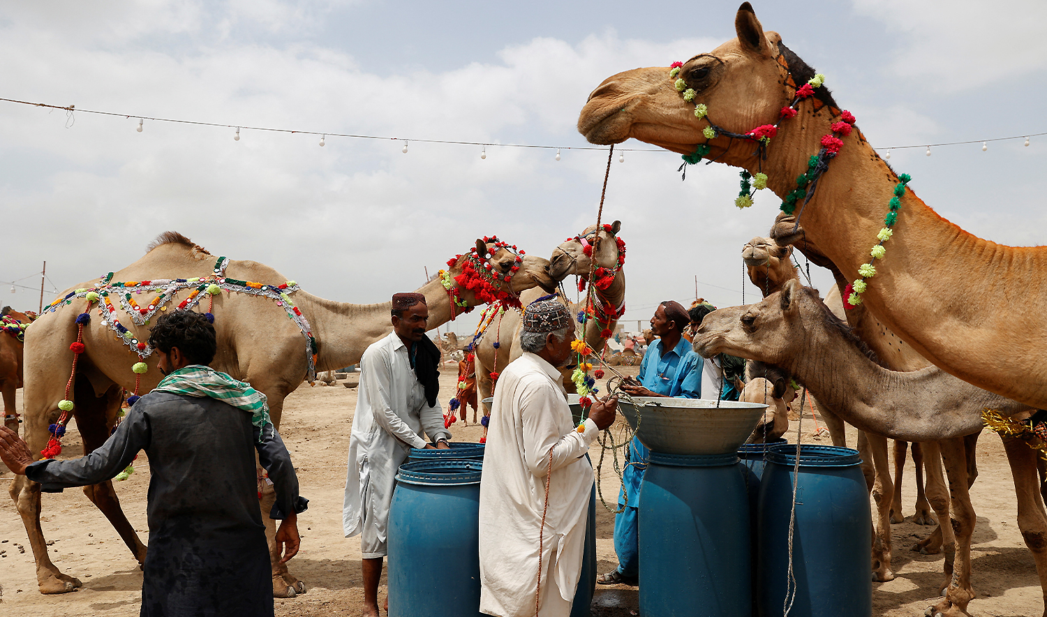 Men with their sacrificial camels for sale, feed water at a cattle market, ahead of Eid al-Adha celebrations, in Karachi, Pakistan on June 13, 2024. (REUTERS/File)