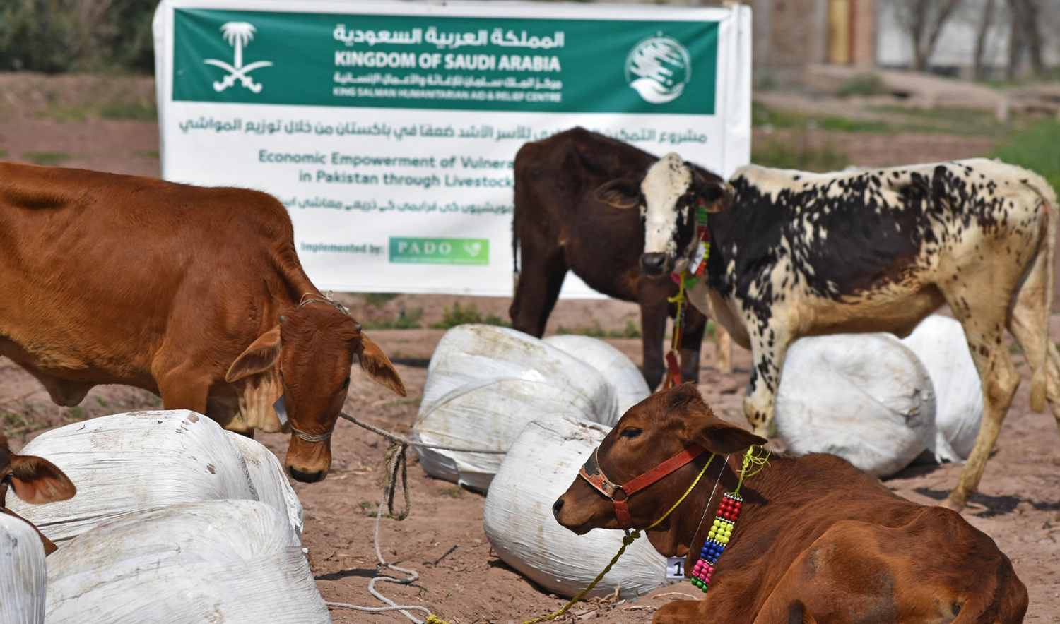 Livestock is pictured as Saudi Arabia’s King Salman Humanitarian Aid and Relief Center (KSrelief) completes the final phase of a livestock distribution and training program in northwest Pakistan. (KSrelief)