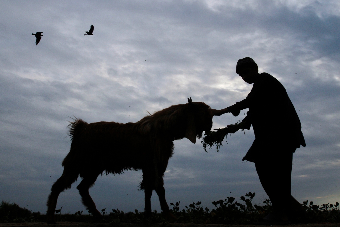 Rustam, 11, is silhouetted against the sun as he feeds his family's goat ahead of the Eid al-Adha festival in Karachi, November 2, 2011. (Reuters/File)