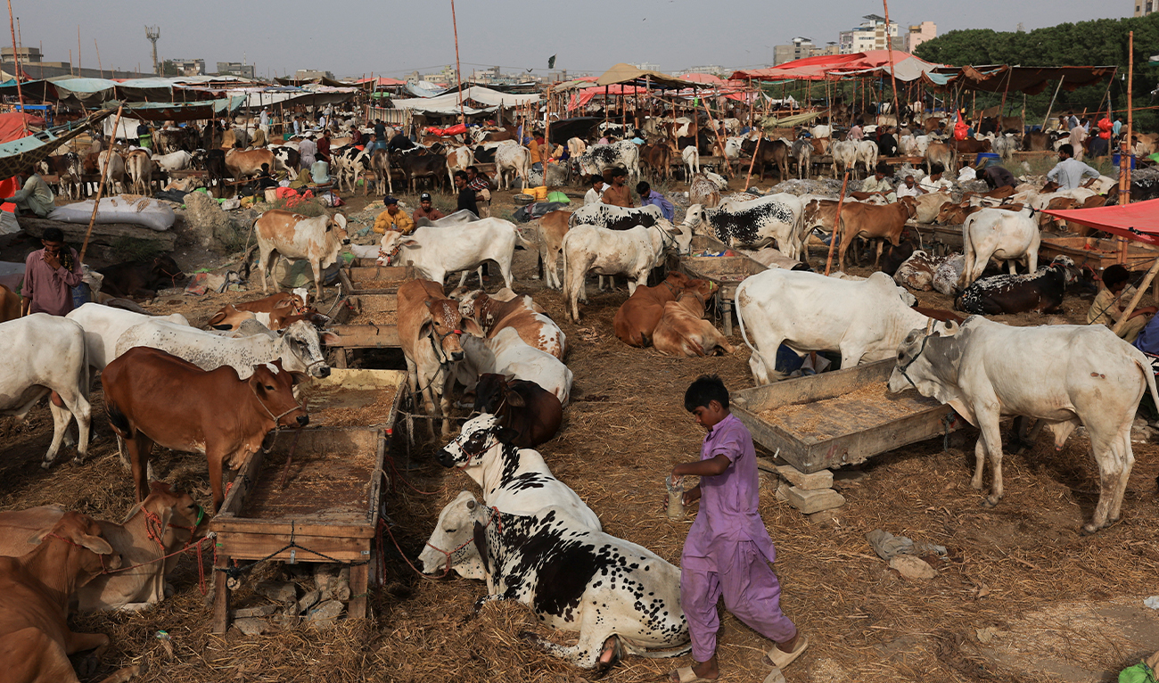 A view of sacrificial animals for sale at a cattle market, ahead of Eid Al-Adha celebrations, in Karachi, Pakistan, on May 30, 2025. (REUTERS/File)