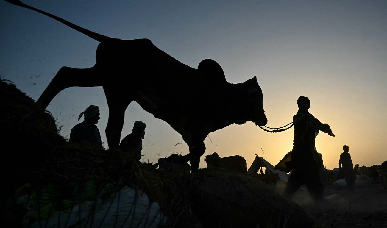 A vendor offloads cattle from a truck at a livestock market on the outskirts of Karachi on May 19, 2026 ahead of the Muslim festival of Eid al-Adha. (AFP/ file)