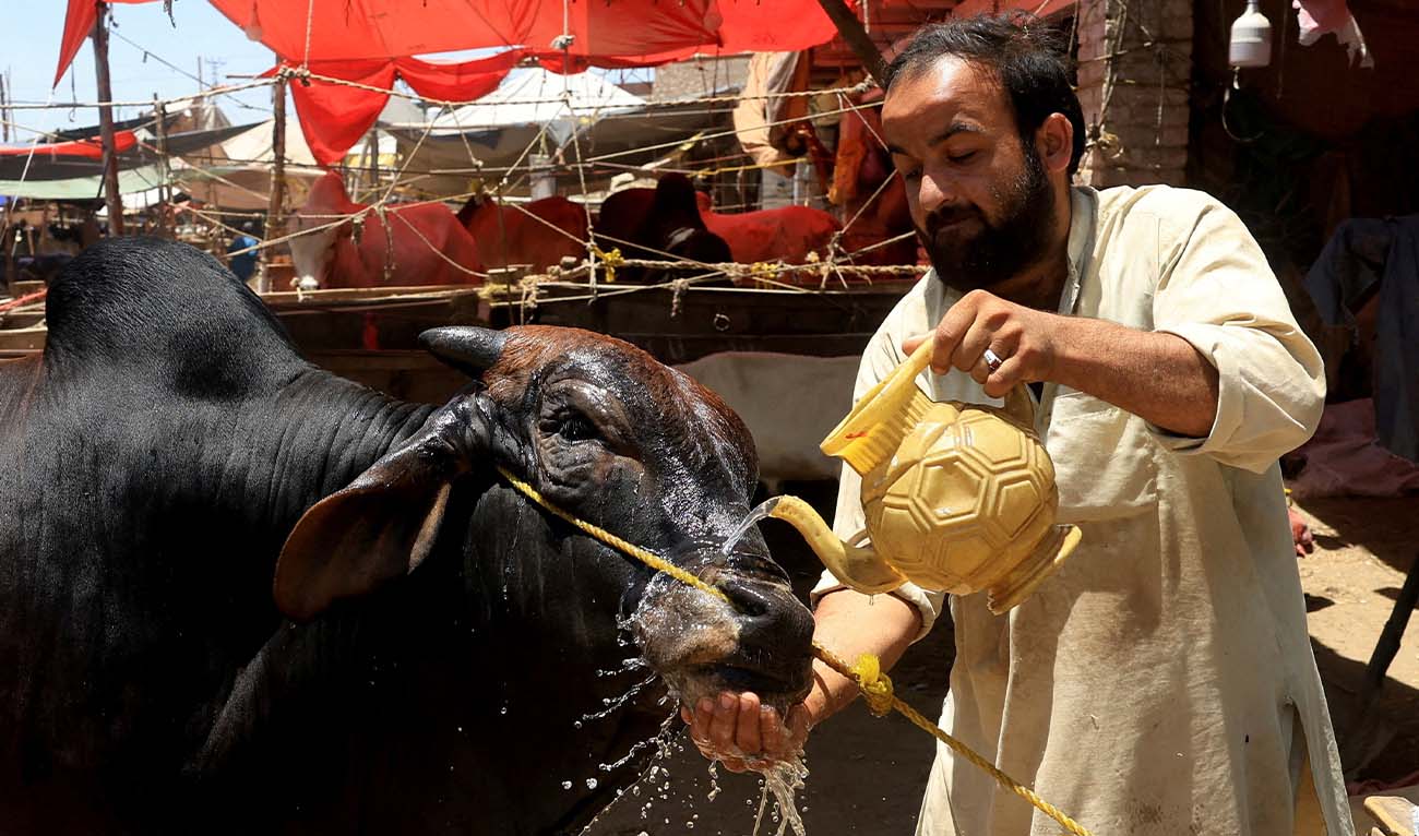 A man cools off a cow with water amid intense summer heat ahead of Eid al-Adha celebrations, in Peshawar, Pakistan, May 25, 2026. (REUTERS)
