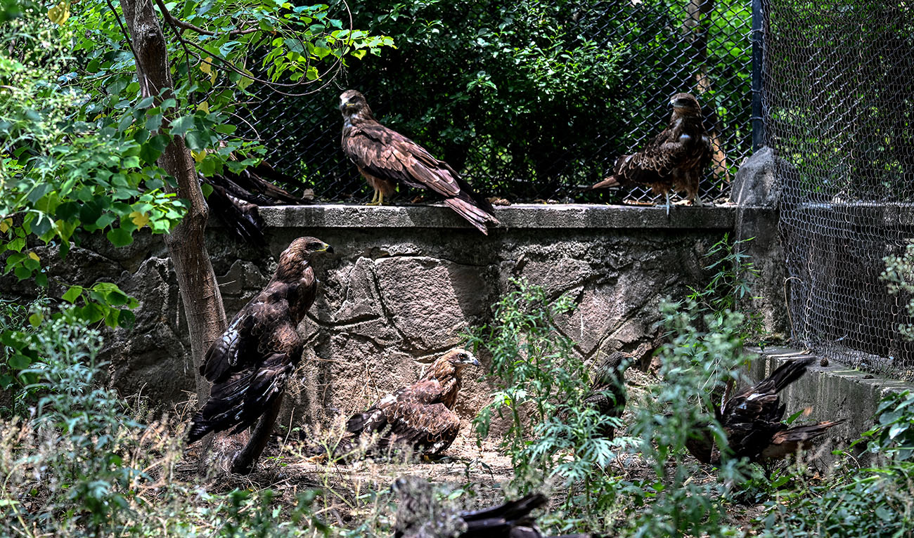 This photograph taken on July 7, 2026 shows kites resting inside a cage at the Margallah Wildlife Rescue Centre in Islamabad. (AFP)