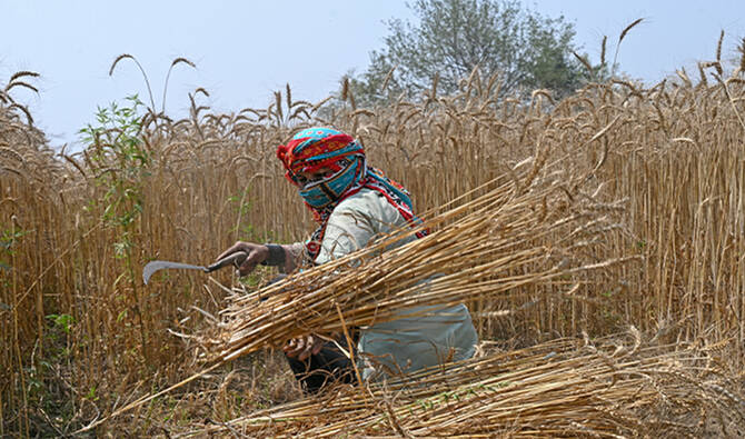 A farmer harvests wheat in a field on the outskirts of Lahore on April 15, 2025. (AFP/File)