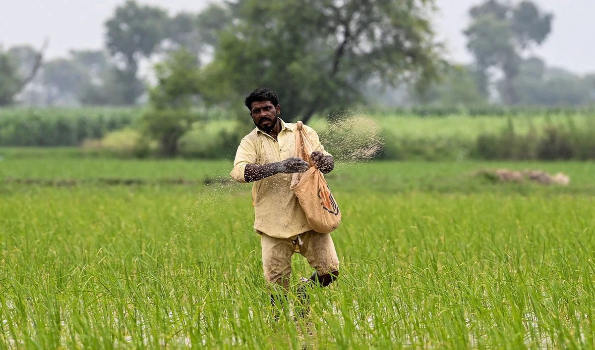 A farmer sprinkles fertiliser over rice saplings at a paddy field on the outskirts of Lahore on July 21, 2025. (AFP/ file)