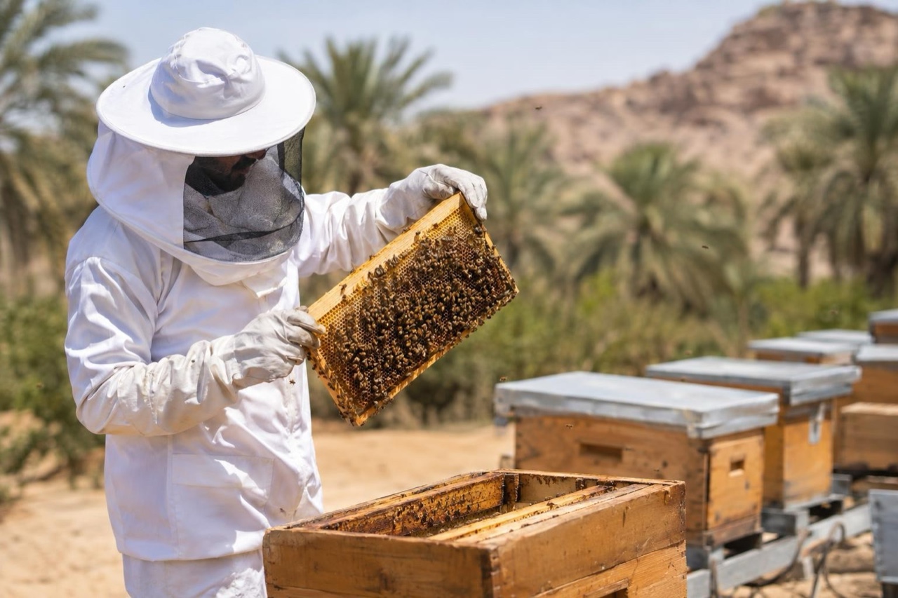 "ريف السعودية" يطلق 5 مشاريع لتنمية قطاع النحل