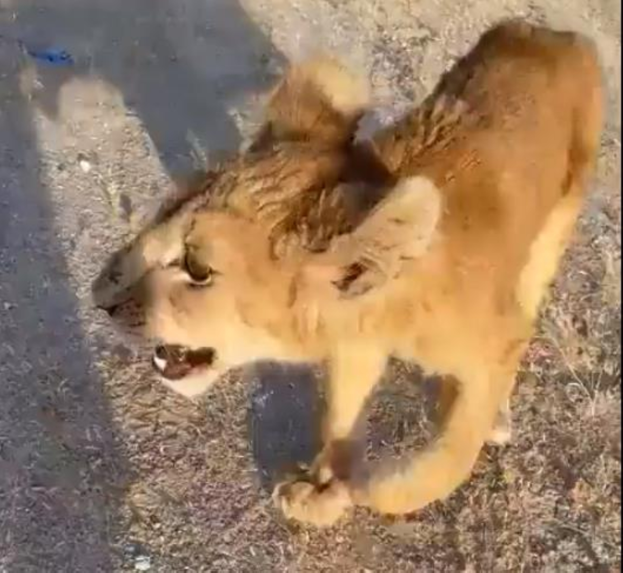 "شبل" يسير في شوارع الكويت.. والأمن يسيطر عليه (فيديو)