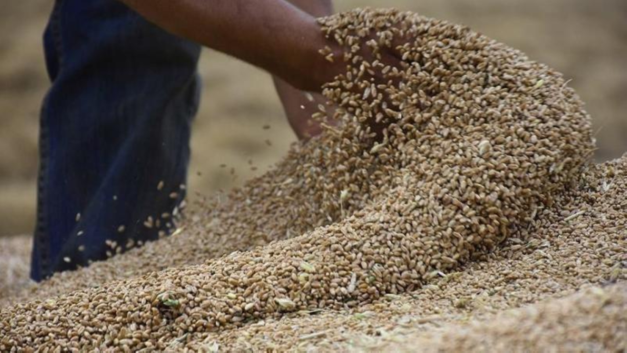 بولندا تحظر استيراد الحبوب والمنتجات الزراعية من أوكرانيا