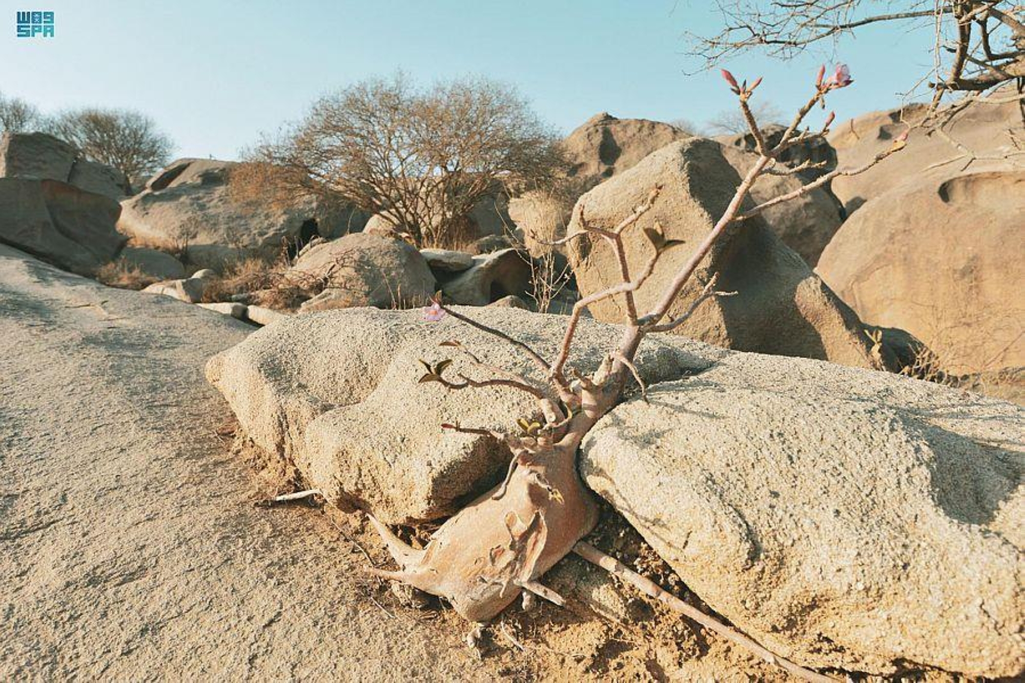 "كاوست" تكتشف سر منفعة "البكتيريا الصحراوية" على صحة الإنسان والنبات