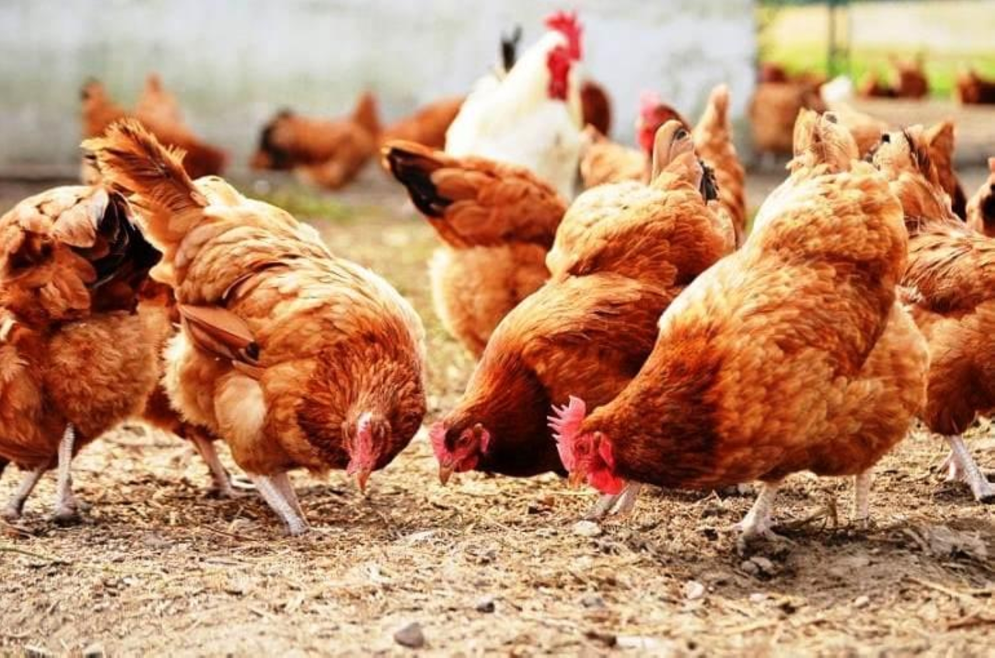 السجن 6 أشهر لصيني تسبب في نفوق أكثر من ألف دجاجة