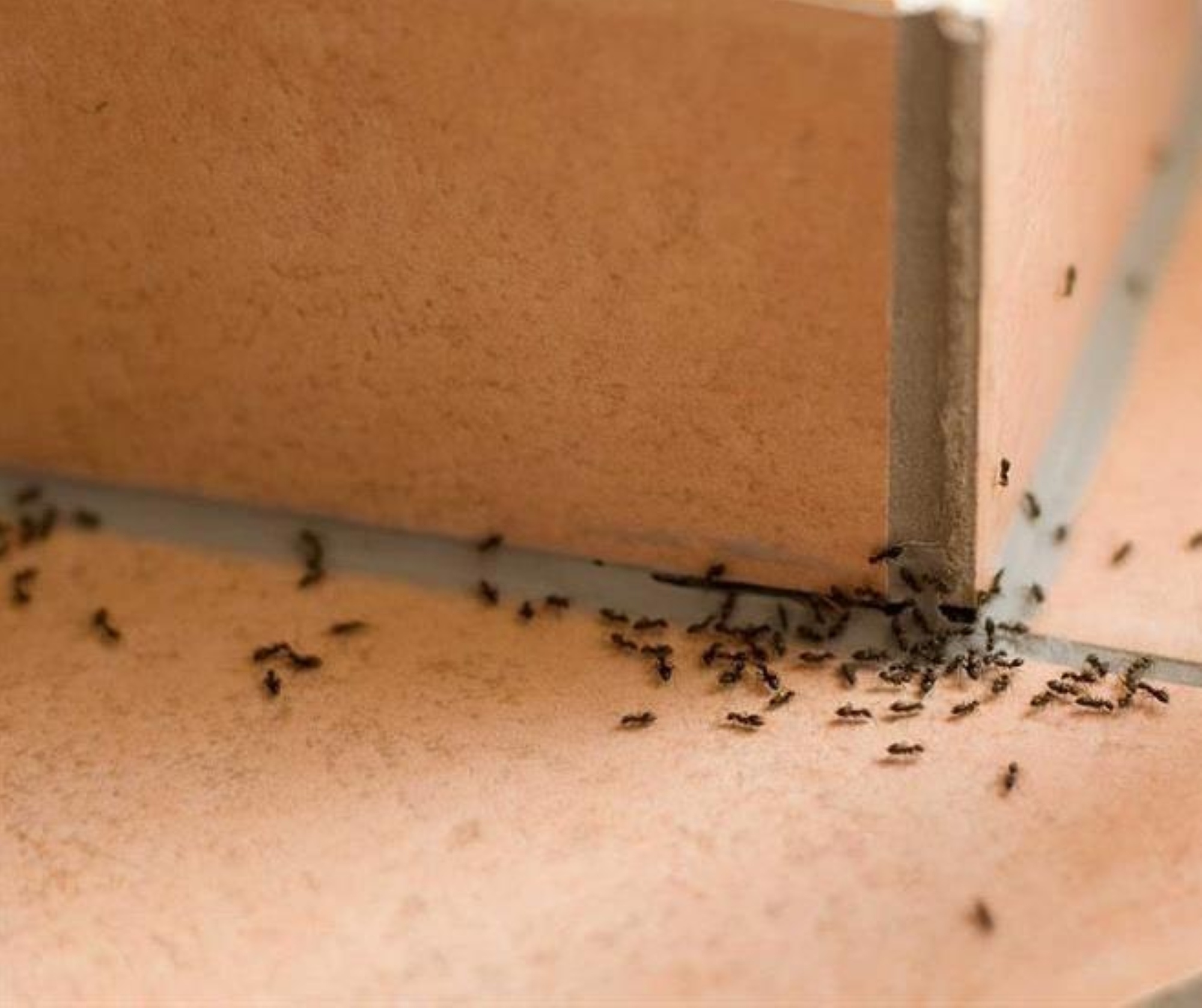 لبيئة آمنة وصحية.. 7 إرشادات تساعدك على مكافحة الحشرات