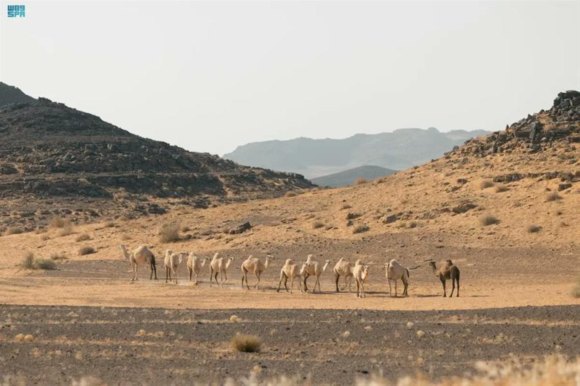 محمية الملك سلمان تمهل ملاك الحيوانات السائبة أسبوعين لإخراجها من حرة الحرة
