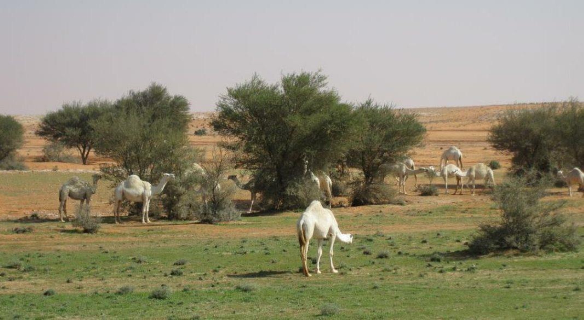 ضبط 54 شخصًا ارتكبوا مخالفات رعي بعدد من المحميات الطبيعية