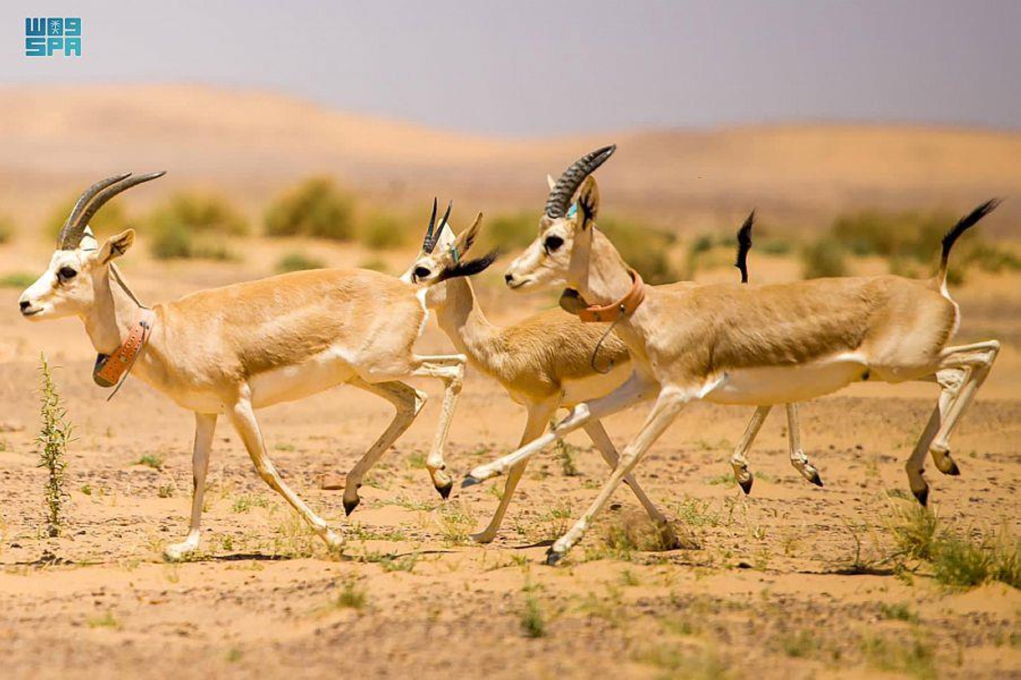 "محمية الملك سلمان" تطلق 19 من غزلان الريم بالخنفة