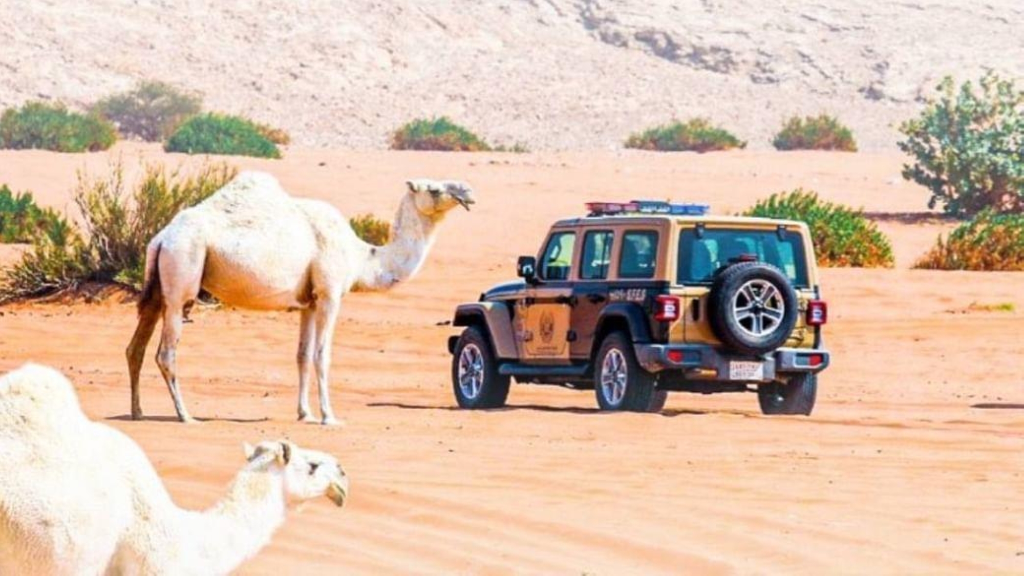 بينهم مواطنان خليجيان.. ضبط 53 لارتكابهم مخالفات رعي في 4 محميات ملكية
