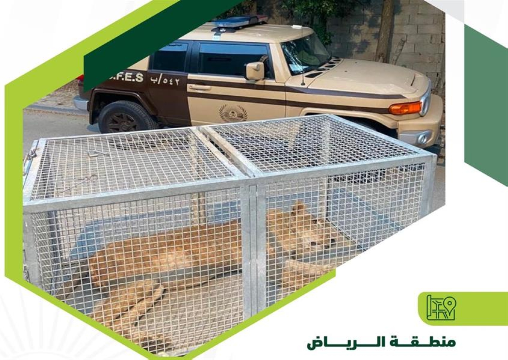 "الأمن البيئي" يسيطر على "أسد" طليق بأحد أحياء الرياض