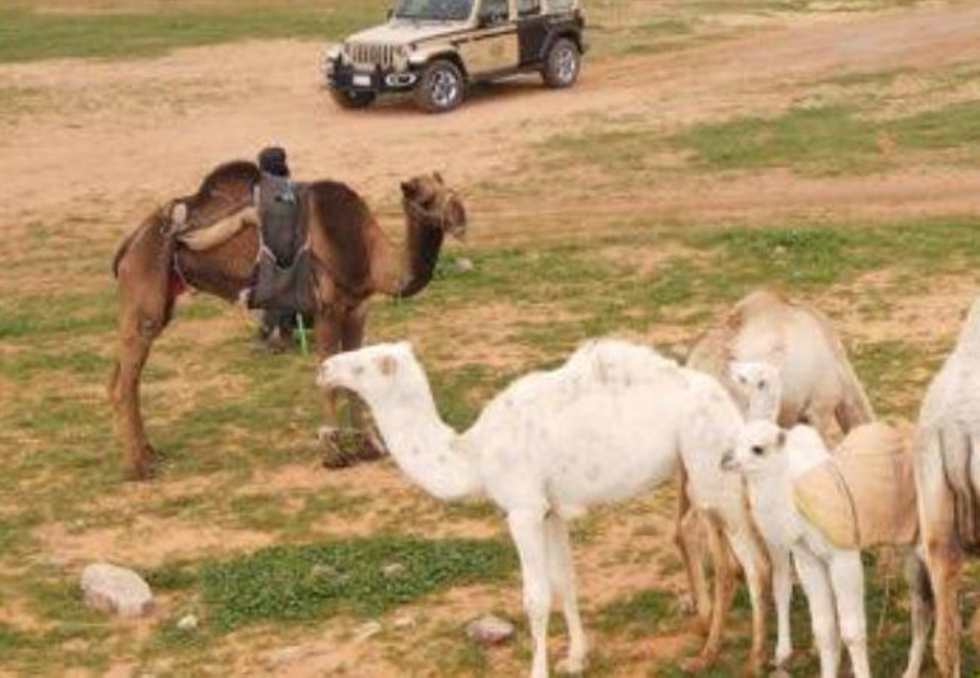 ضبط 34 مخالفاً لارتكابهم مخالفات رعي بالمحميات الطبيعية