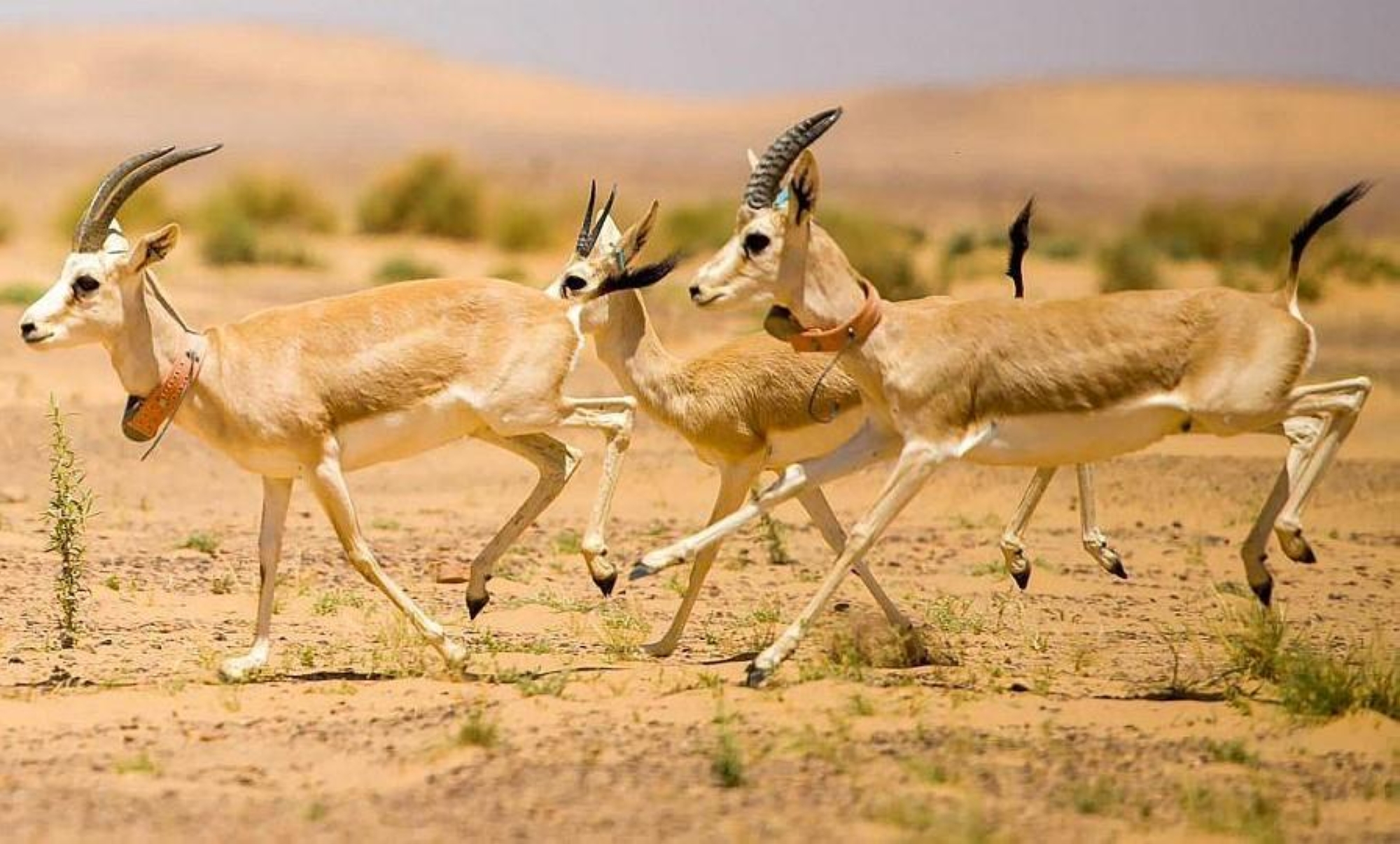 "محمية الملك سلمان" تحصل على عضوية  "IUCN"