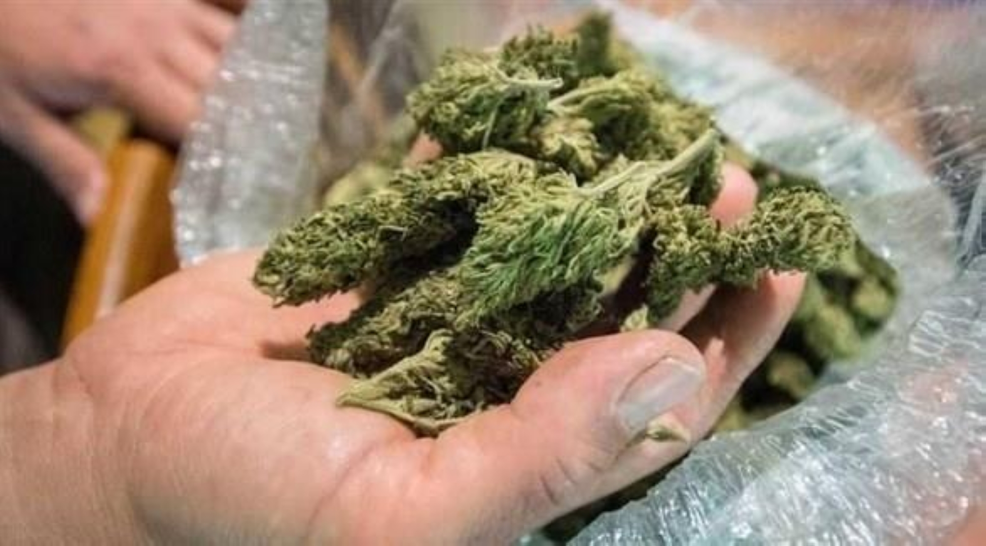 إحباط محاولتَيْ تهريب 1.029 كجم من "الماريجوانا"