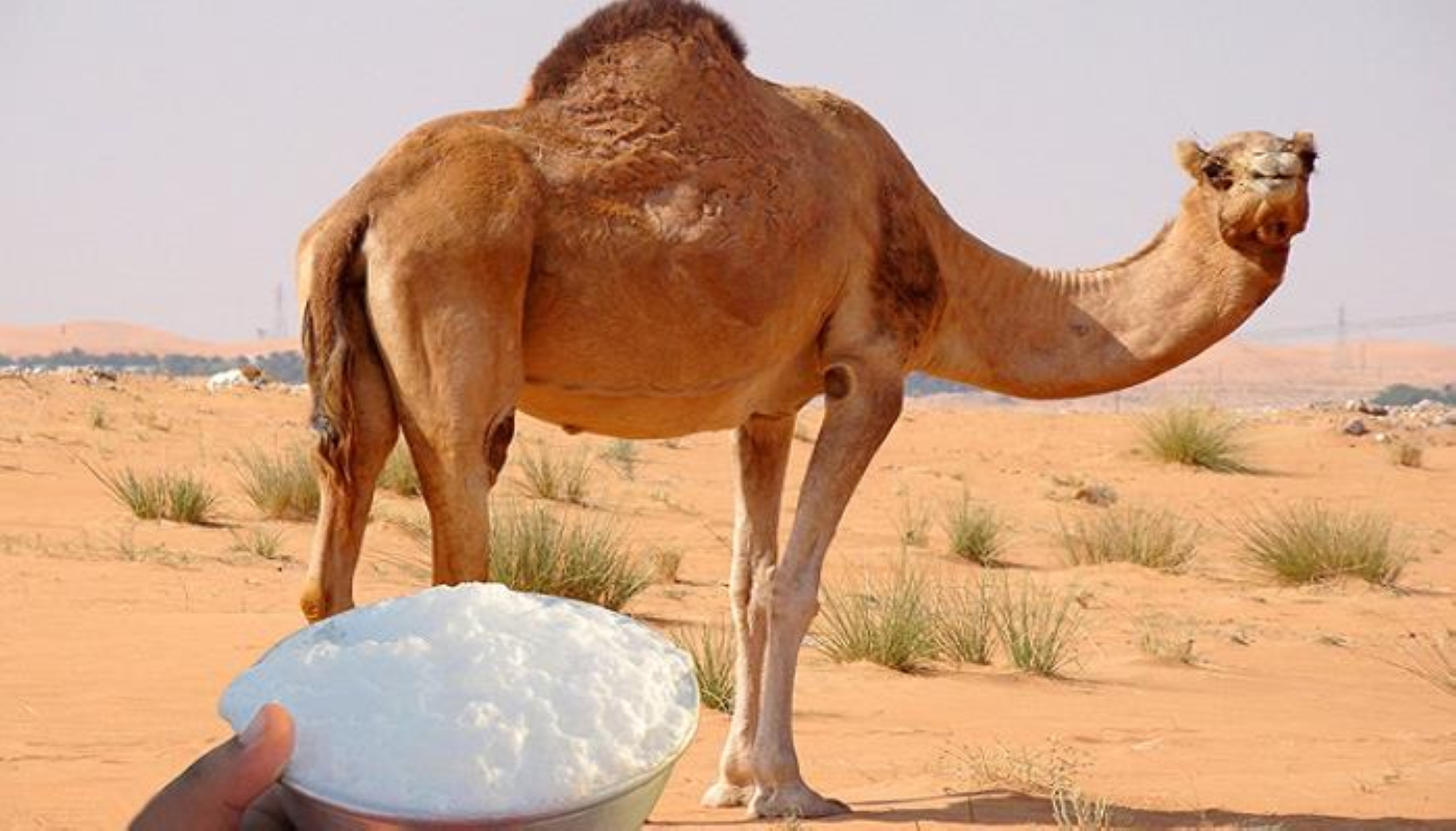 50 مليار ريال بسوق التجميل بالمملكة.. و"حليب الإبل" سيطرح في 2024