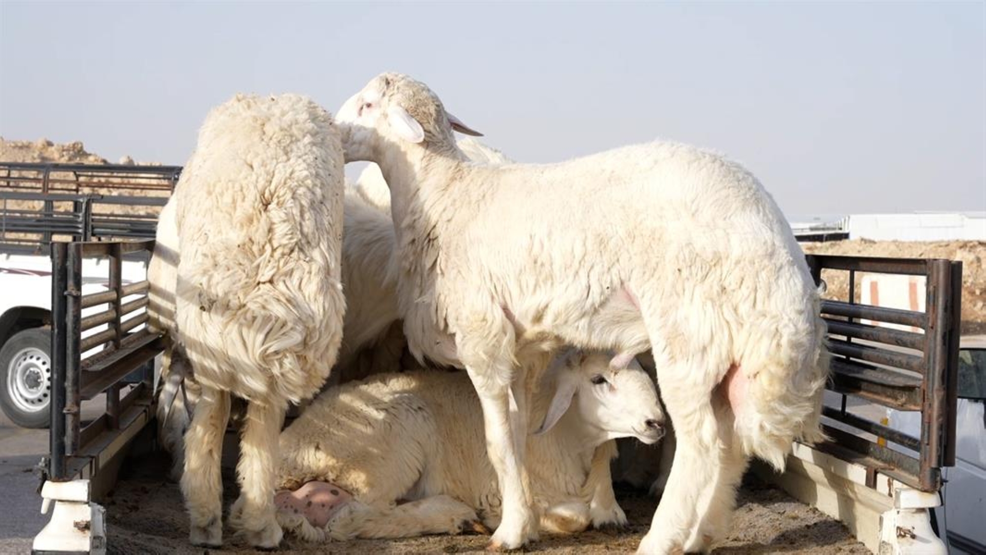 أسعار جنونية لـ "الأغنام".. النعيمي بـ 2500 وتجار:"الندرة" السبب