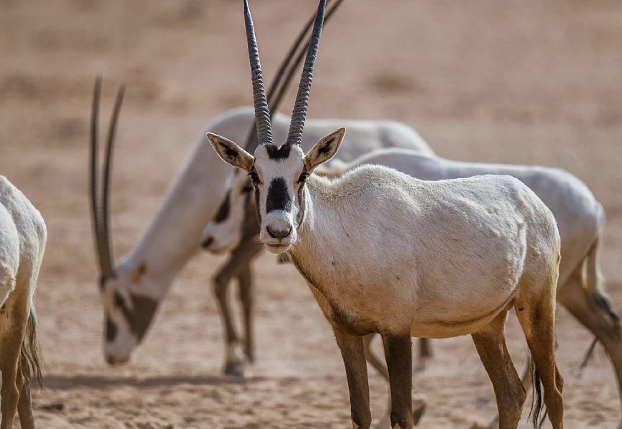 مبادرة لـ"ملاك: الكائنات غير المفترسة