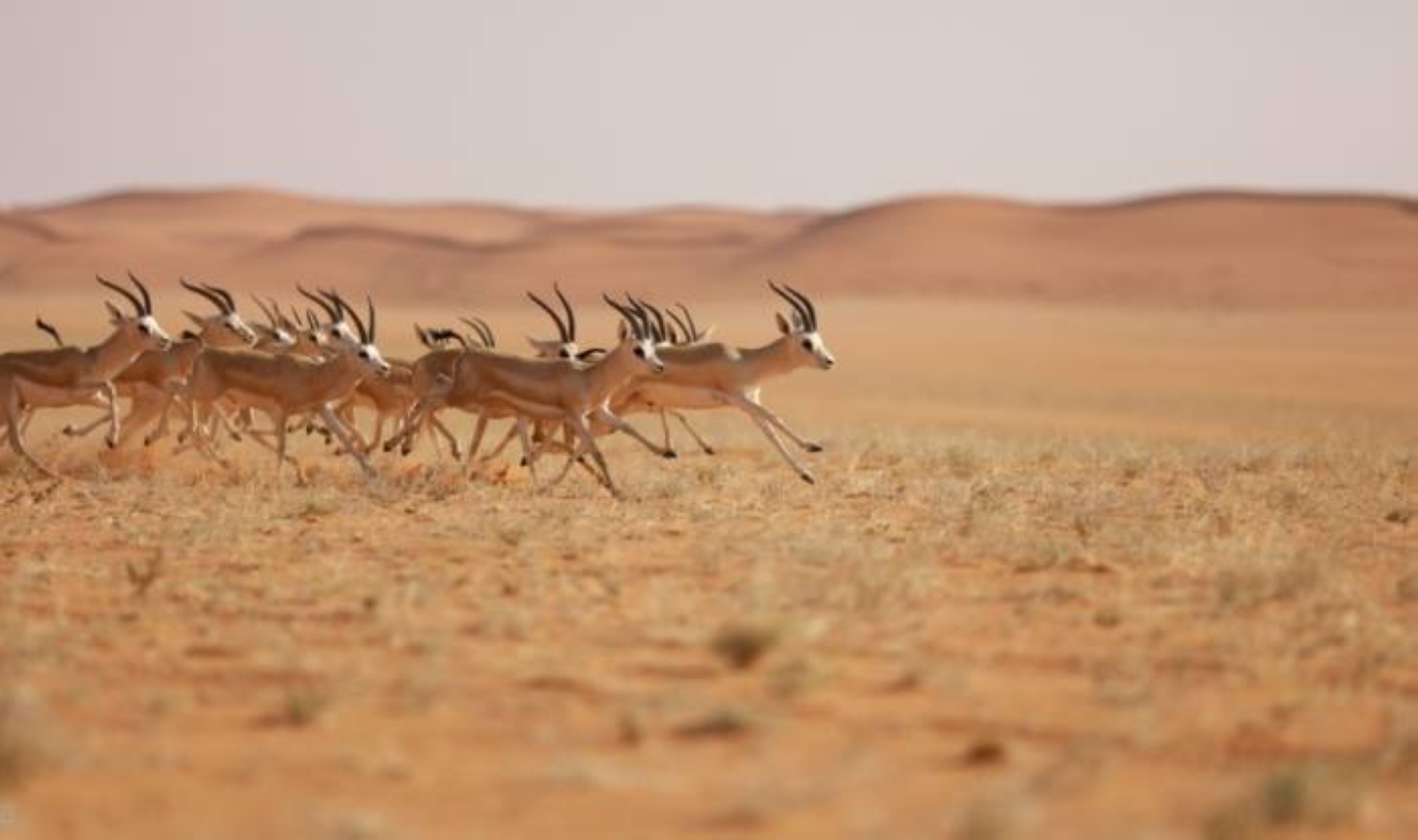 "3 شروط تصحيحية" لبيع الكائنات "الفطرية"