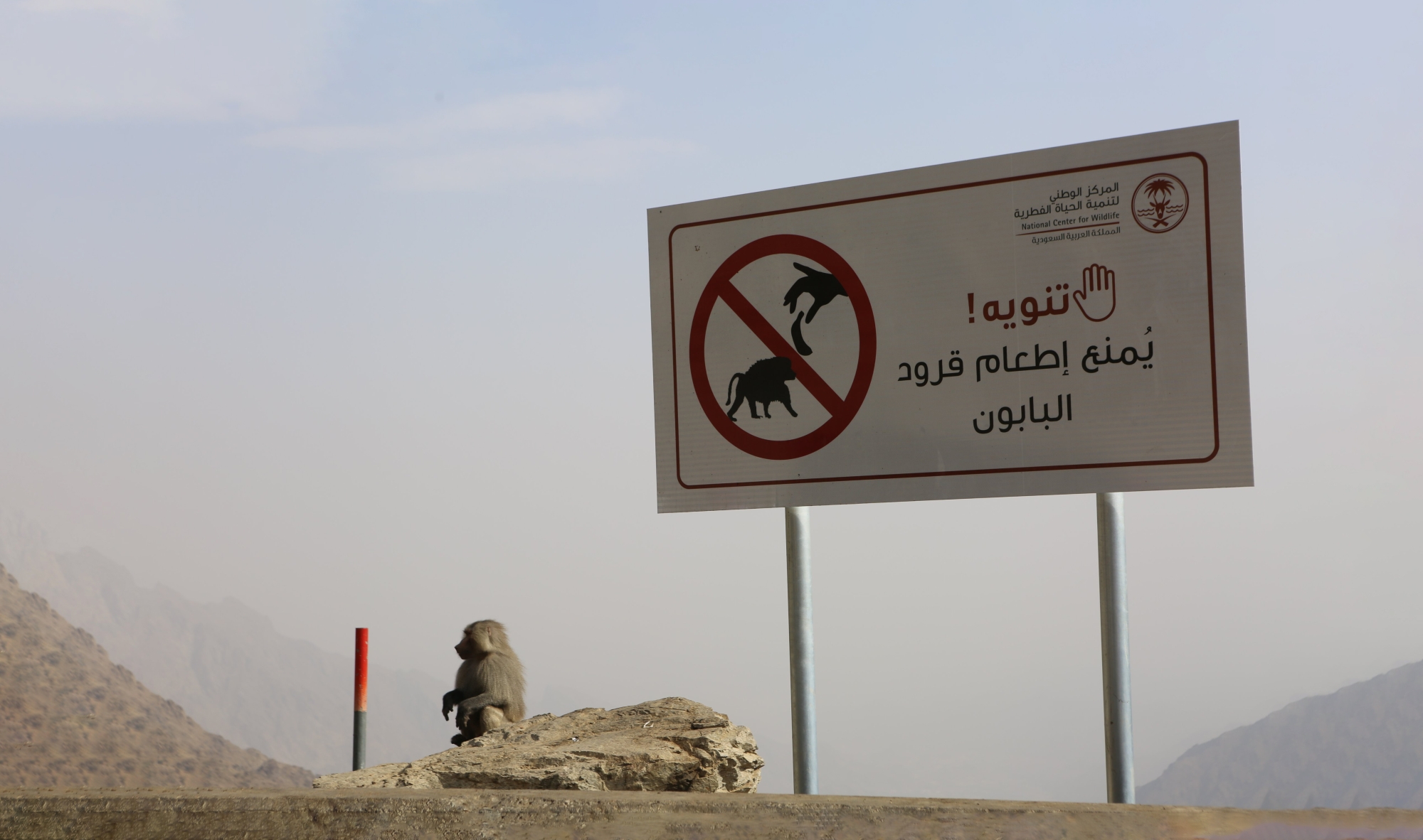 خلو المشاعر من "البابون"