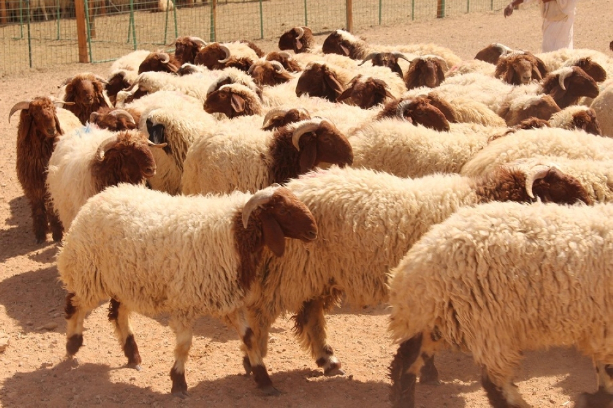 فرصة استثمارية في الثروة الحيوانية بالمزاحمية