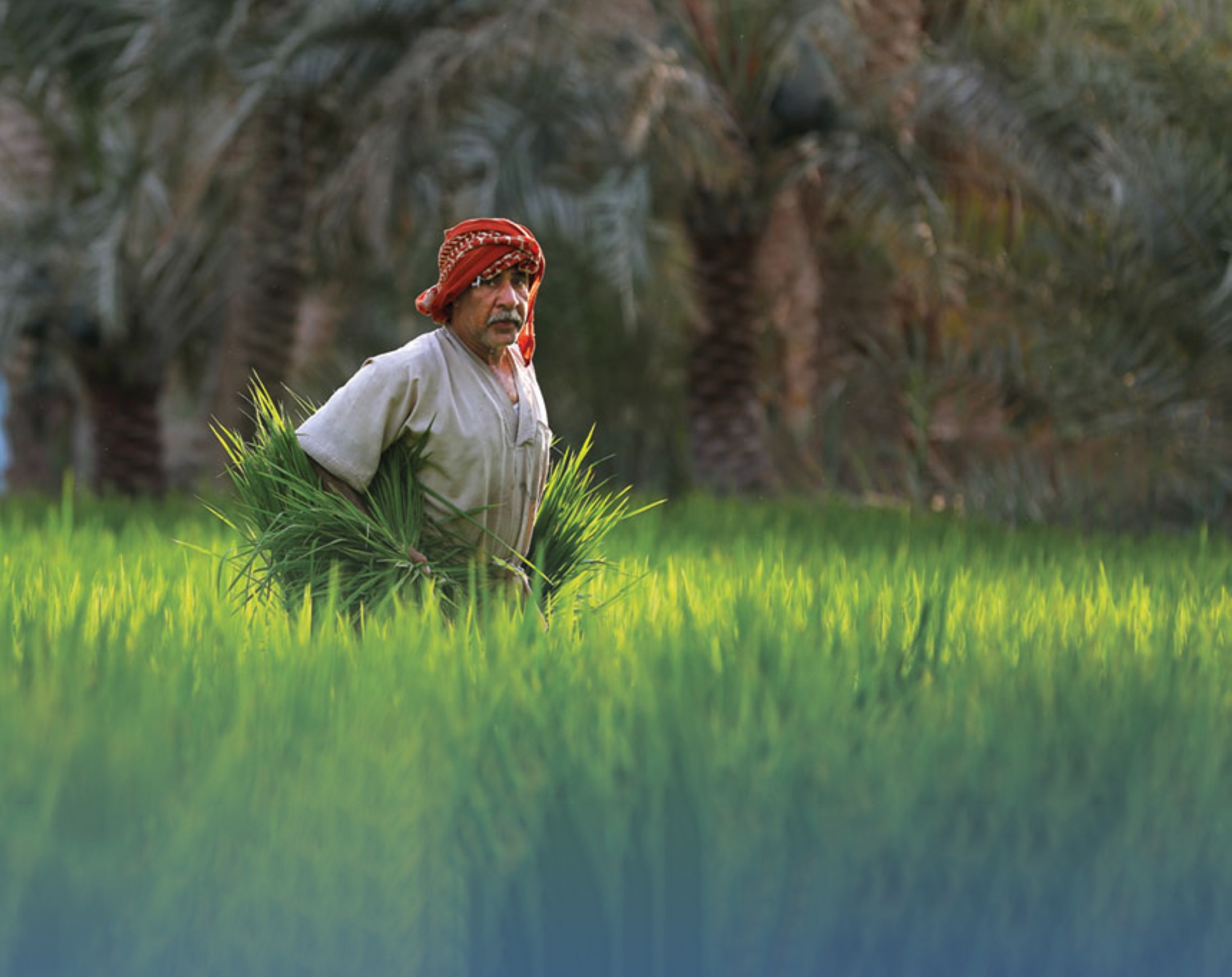 موسم "الأرز الأغلى" بالعالم