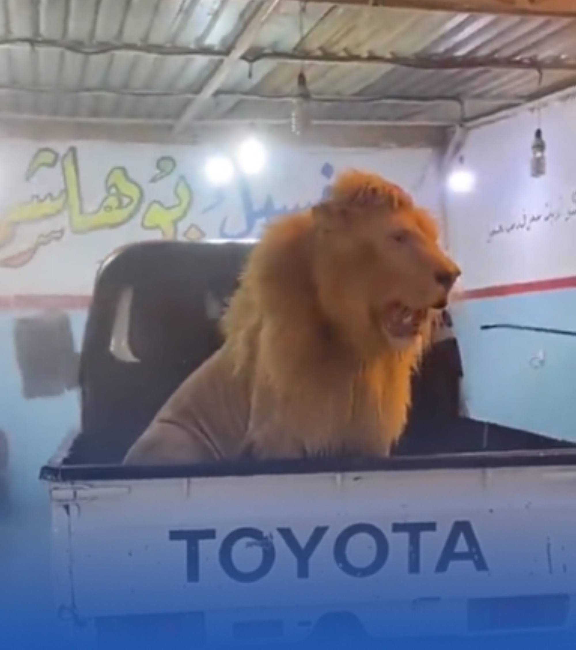 "الفطرية": فيديو الأسد "قديم"