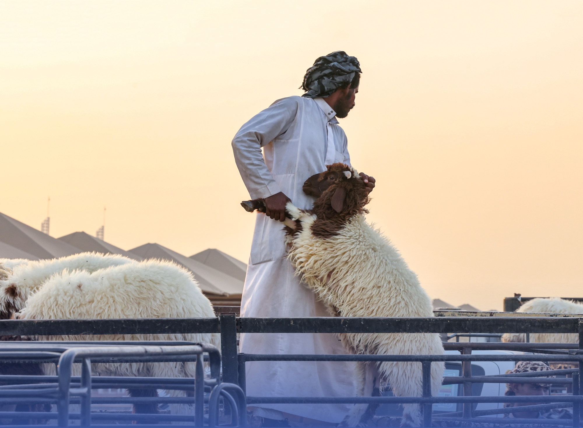 من ألف لـ"مليون".. عقوبة بيع المواشي "المريضة"