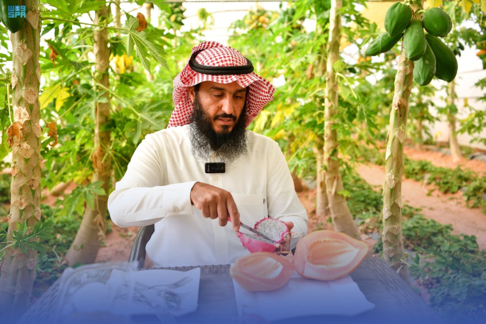 مواطن ينجح بزراعة أندر الفواكه الاستوائية بتيماء
