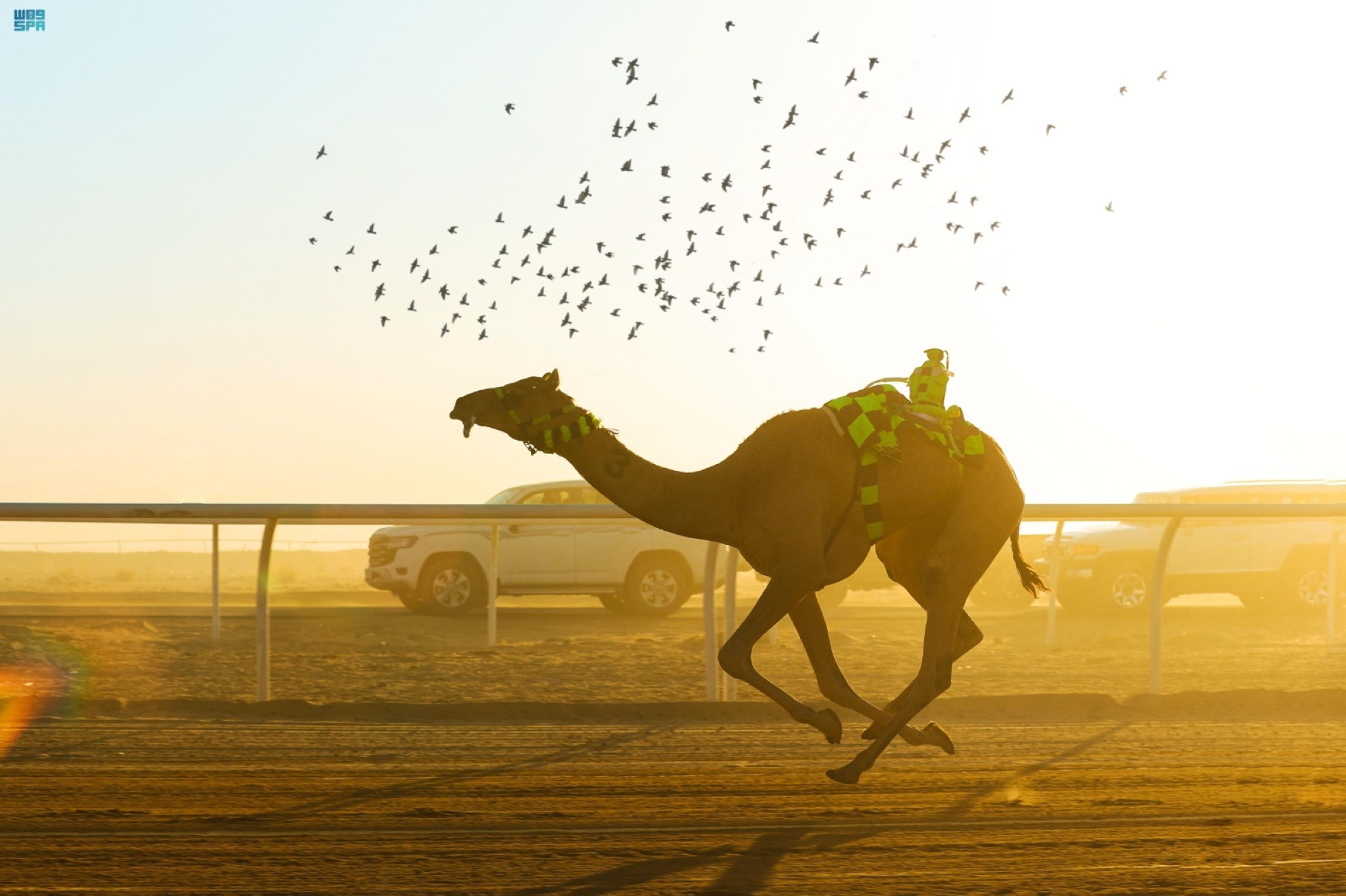 "اليمامة" تُتوج بكأس اتحاد الهجن لـ"جذاع"