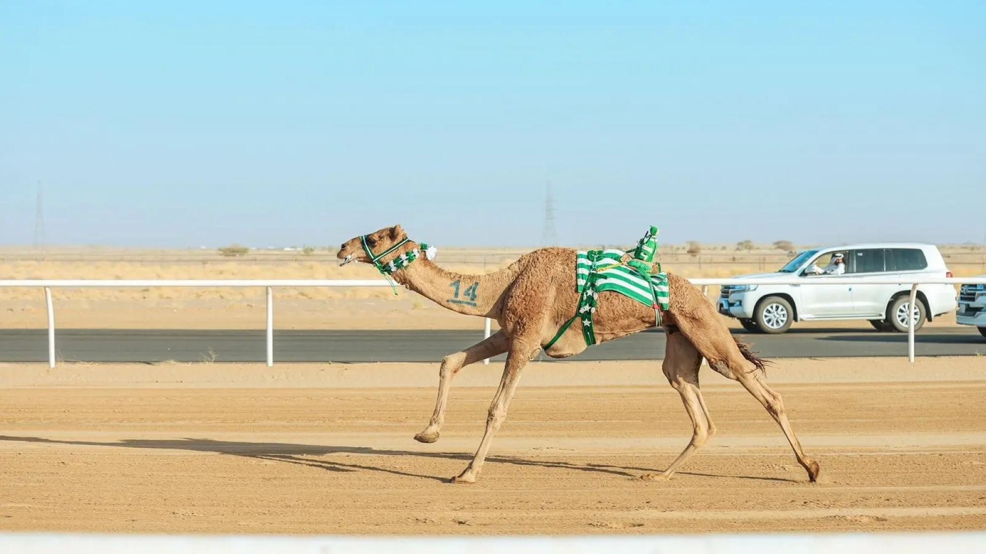 تتويج أبطال كأس الاتحاد السعودي للهجن