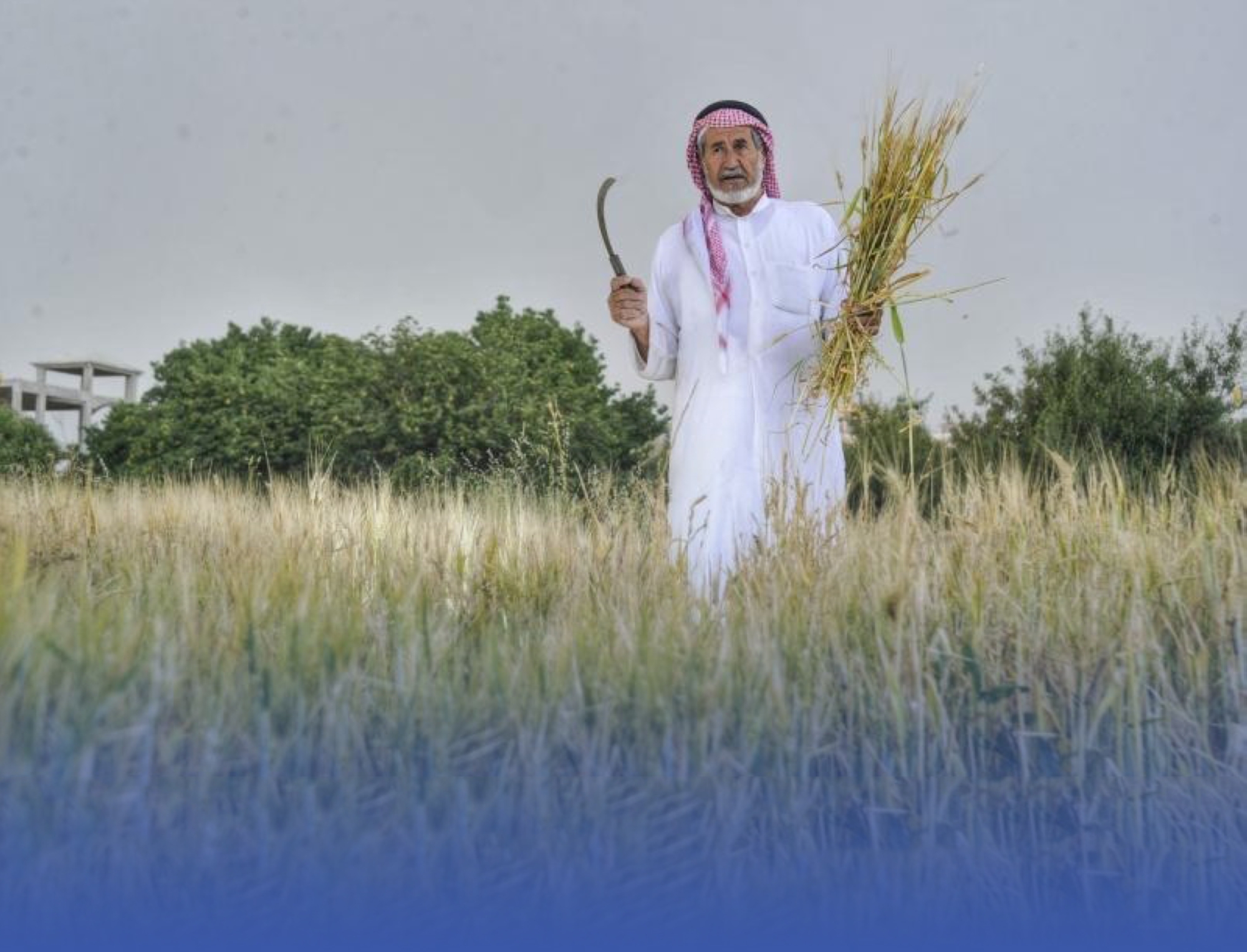 84 مليوناً لمزارعي القمح المحلي