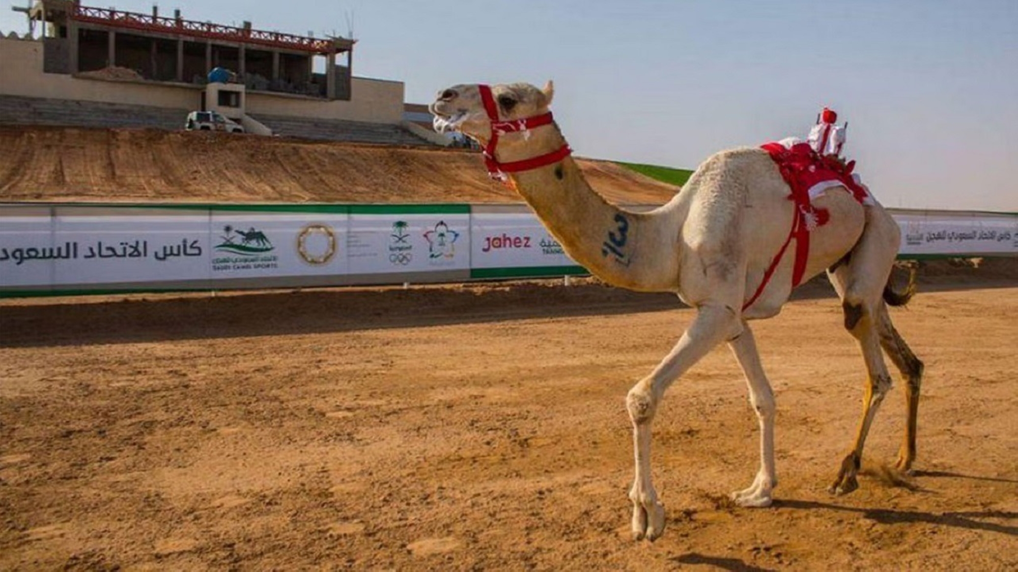 الجمعة.. انطلاق المرحلة الأولى لسباقات الهجن