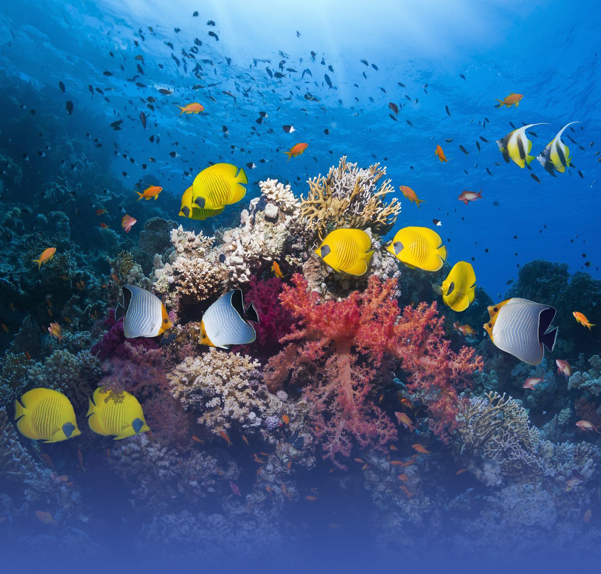 36 مخالفة جسيمة بـ "البيئة البحرية"