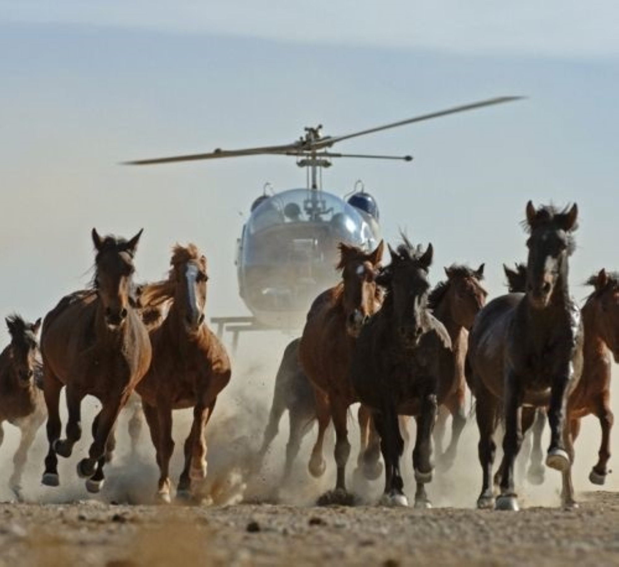 أستراليا تعاود "إعدام" الخيول البرية