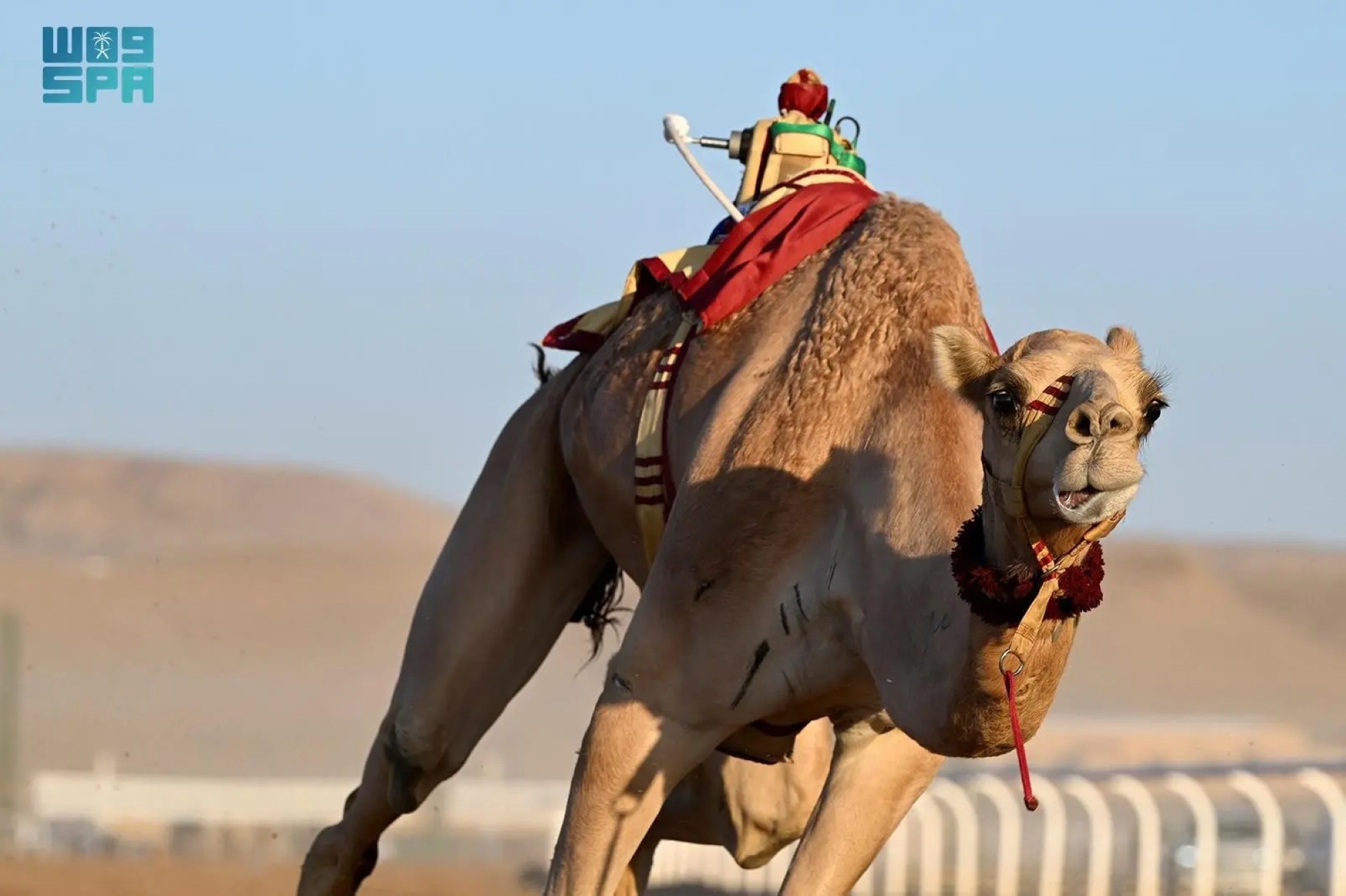 "تتويج" أبطال ختام الأولمبية لـ"الهجن"