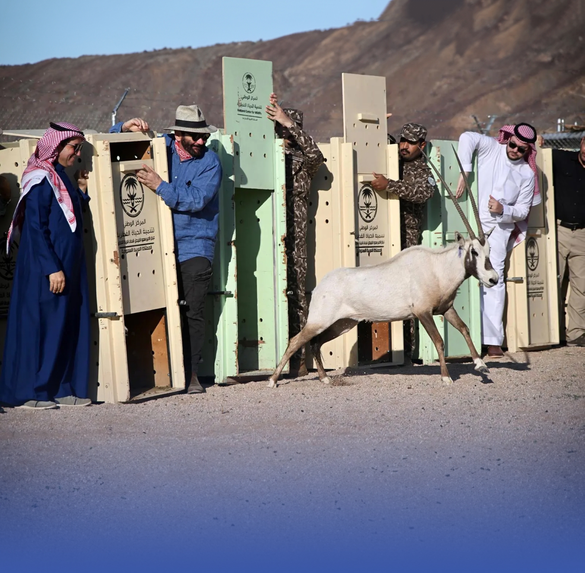 إطلاق كائنات فطرية بـ "محمية الأمير محمد بن سلمان"