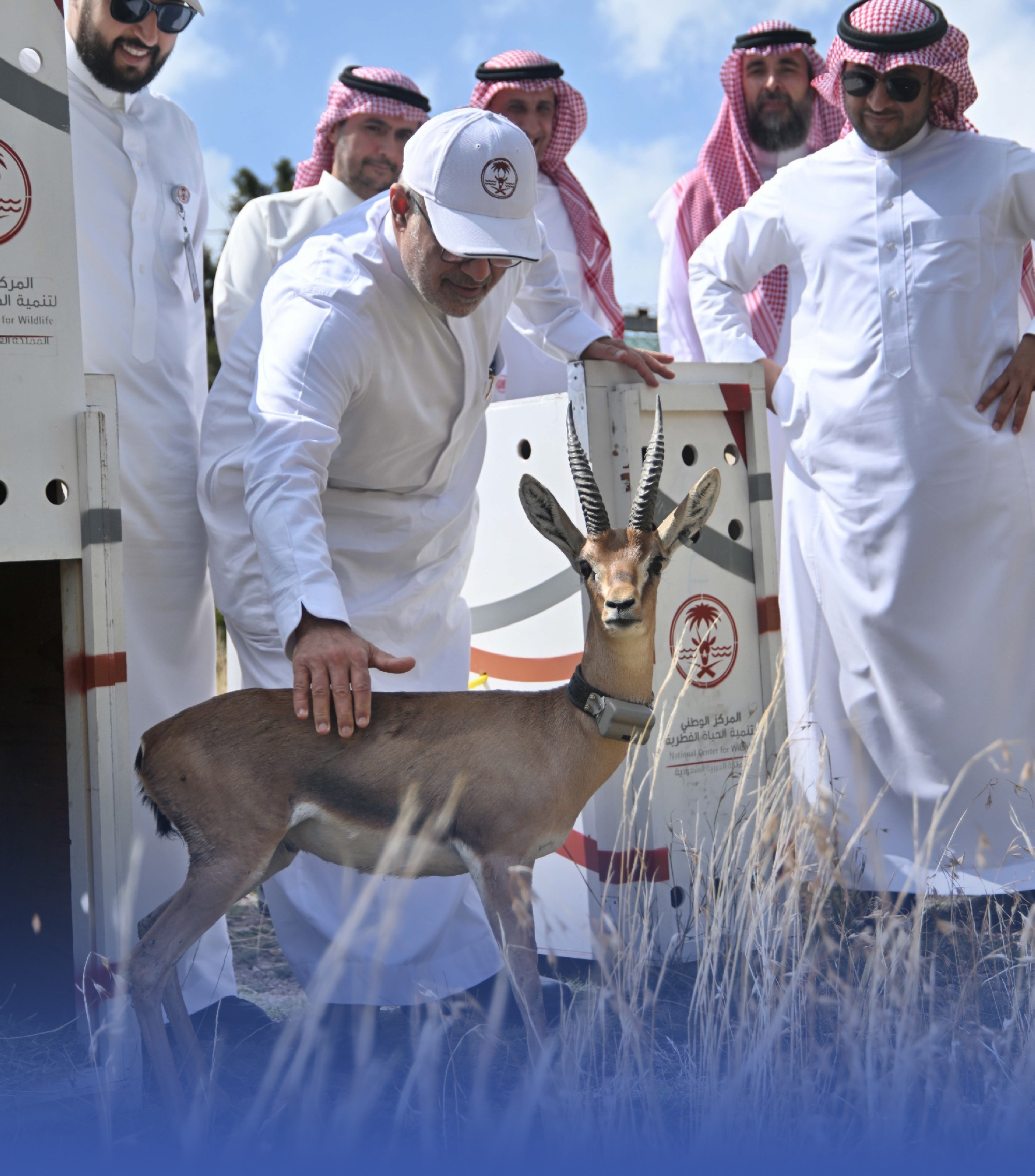 "وعول"و"ظباء" في قمم السودة