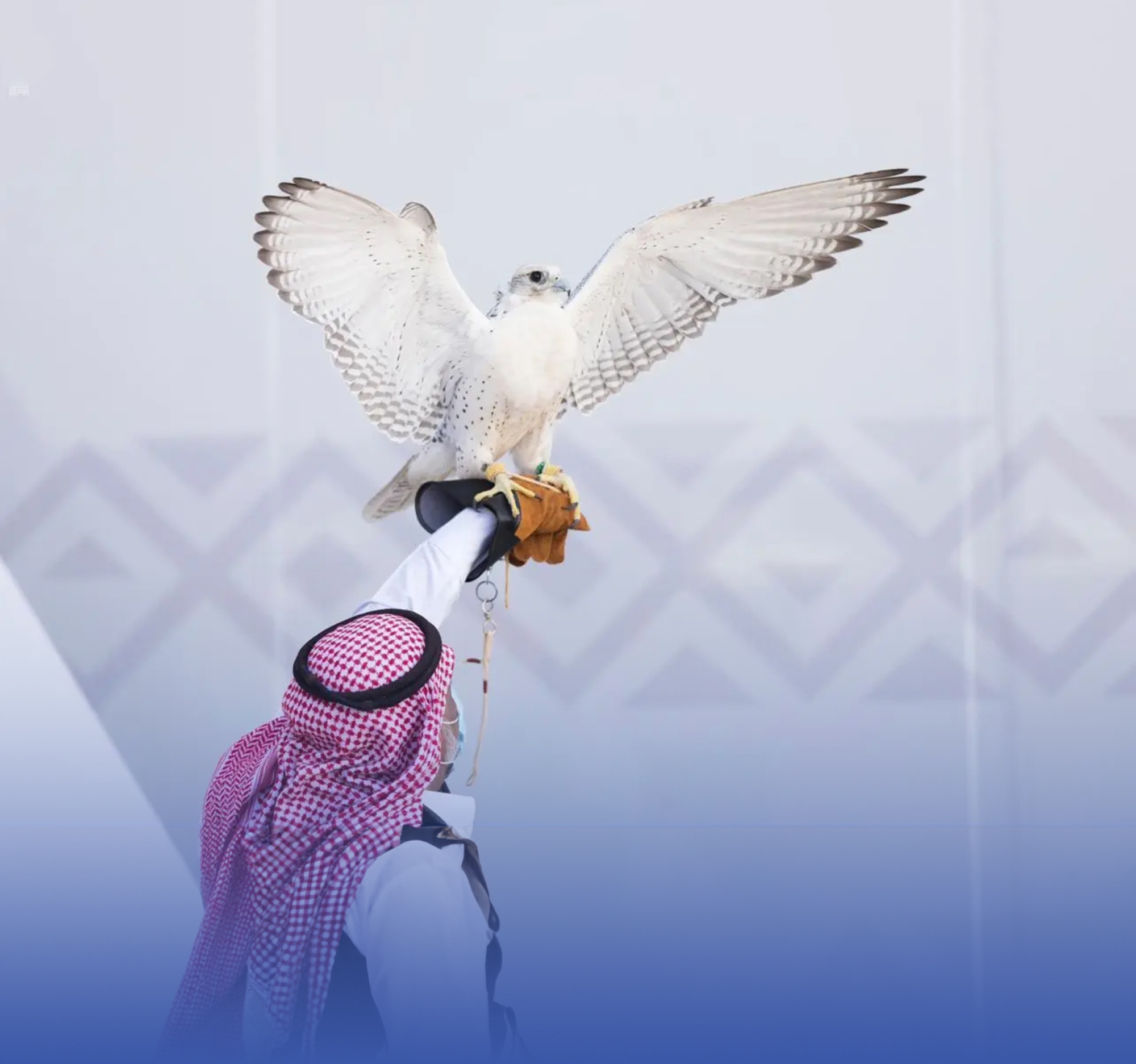 مهرجان "المؤسس" للصقور.. اللقب "الأغلى"