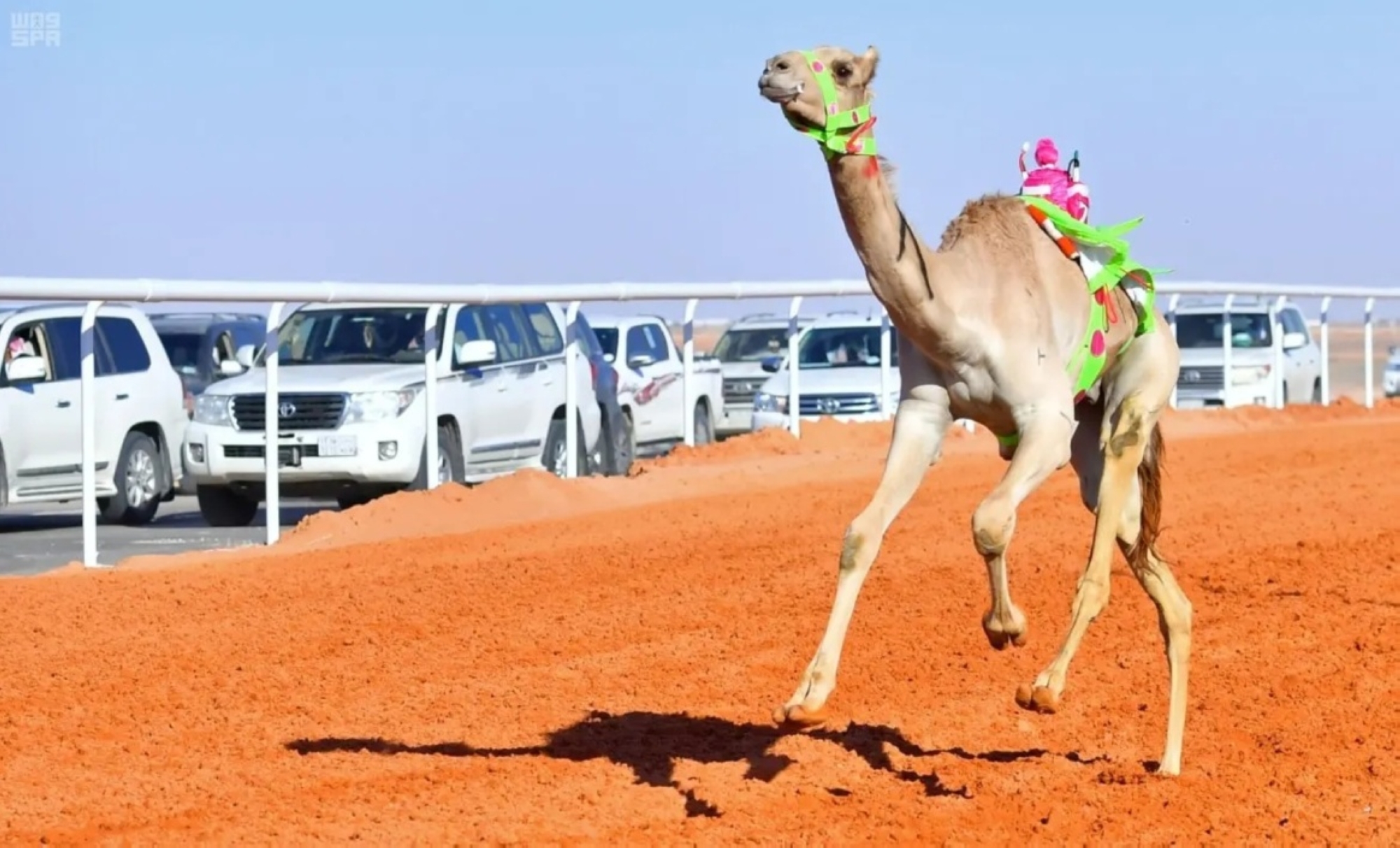 الجمعة.. انطلاق كأس الرياضة للهجن