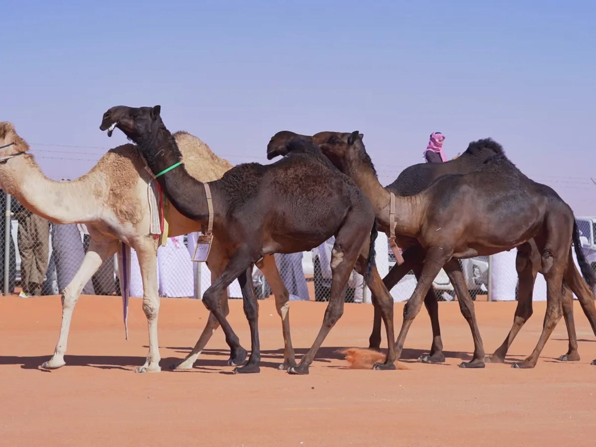 "مهرجان الإبل" ينطلق غداً بفعاليات متنوعة