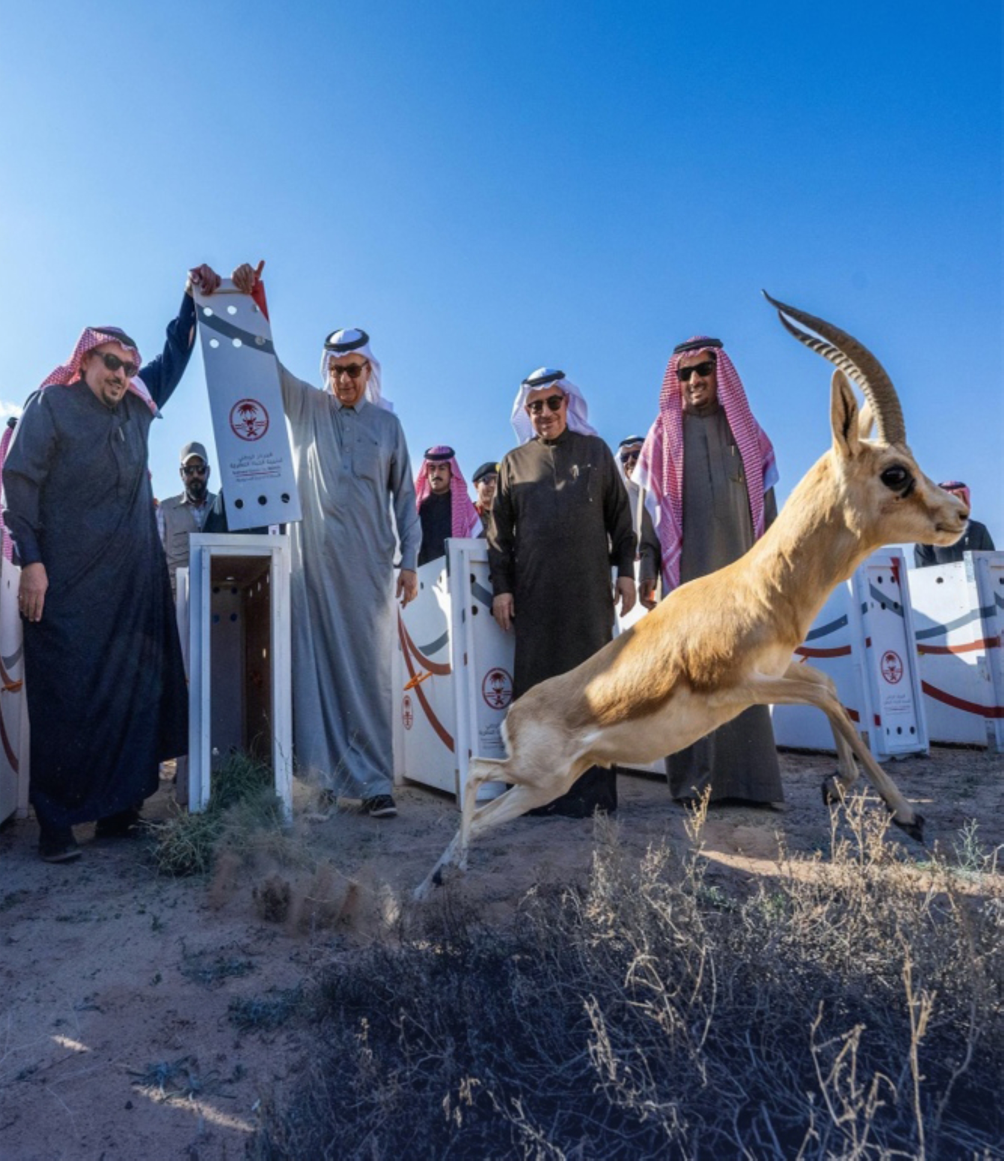"المها" الوضيحي بـ"سكرية" المملكة
