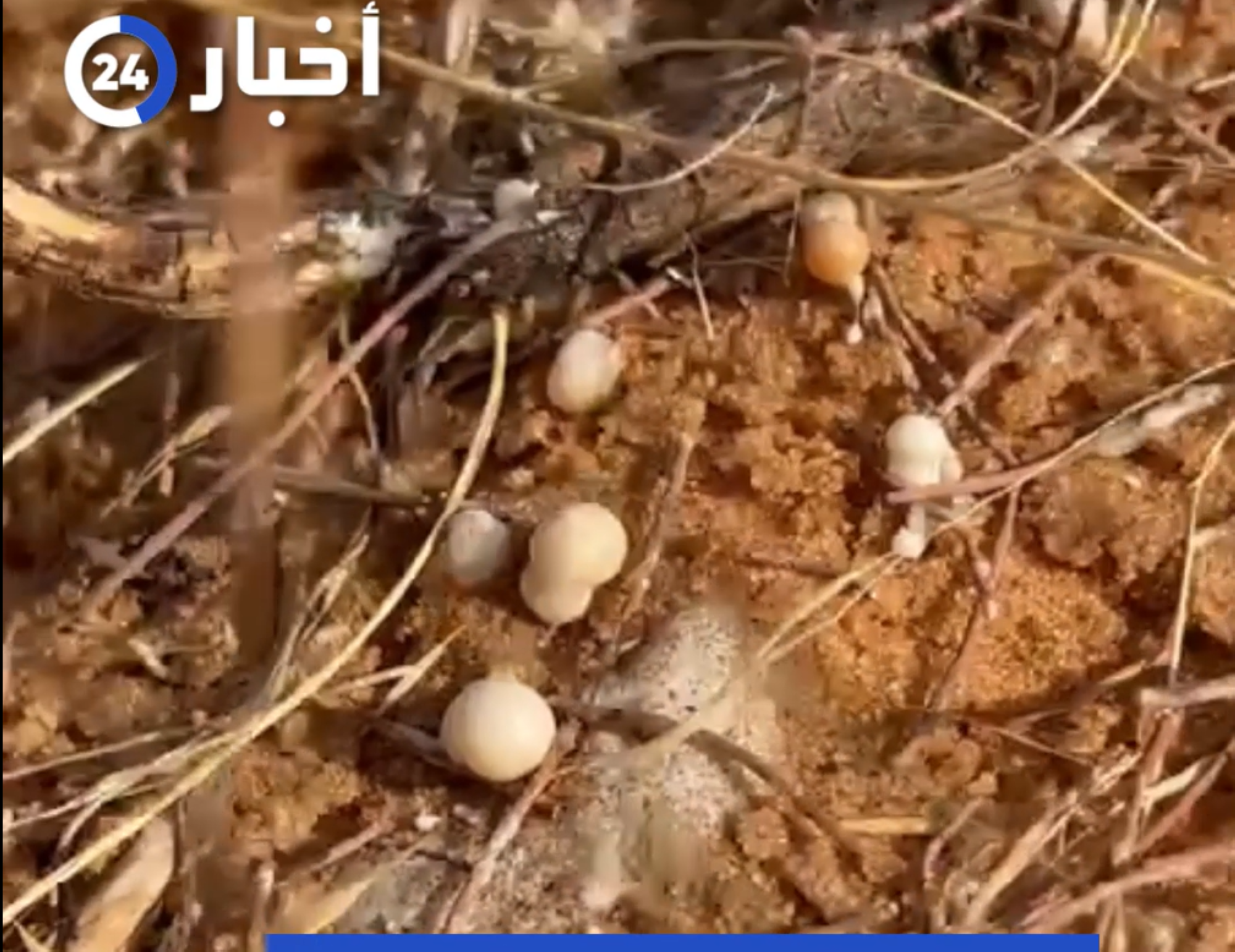 "دبس الأرطا".. بلورات من ذهب